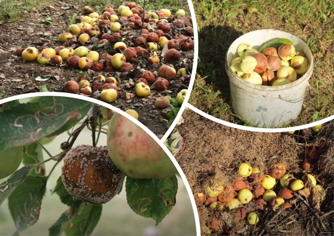 Садівники розповіли, як правильно зберігати яблука до весни