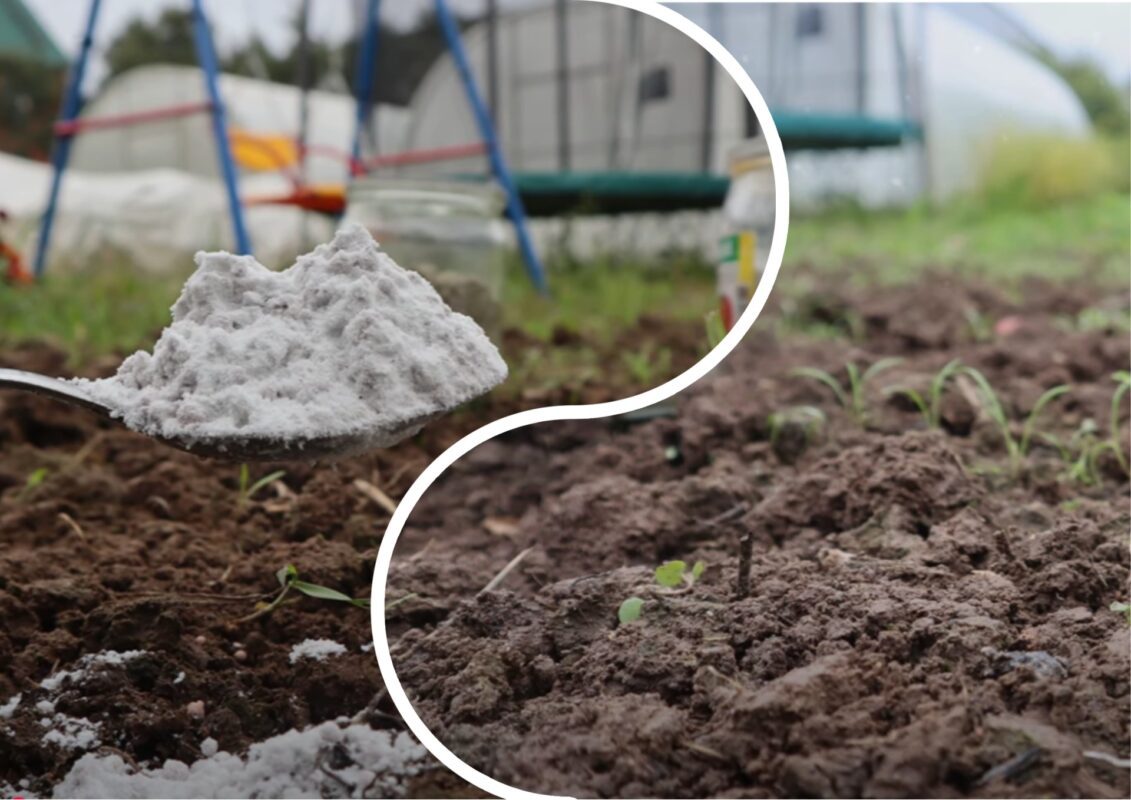 Експерти розповіли, як зробити ґрунт родючим без покупних добрив