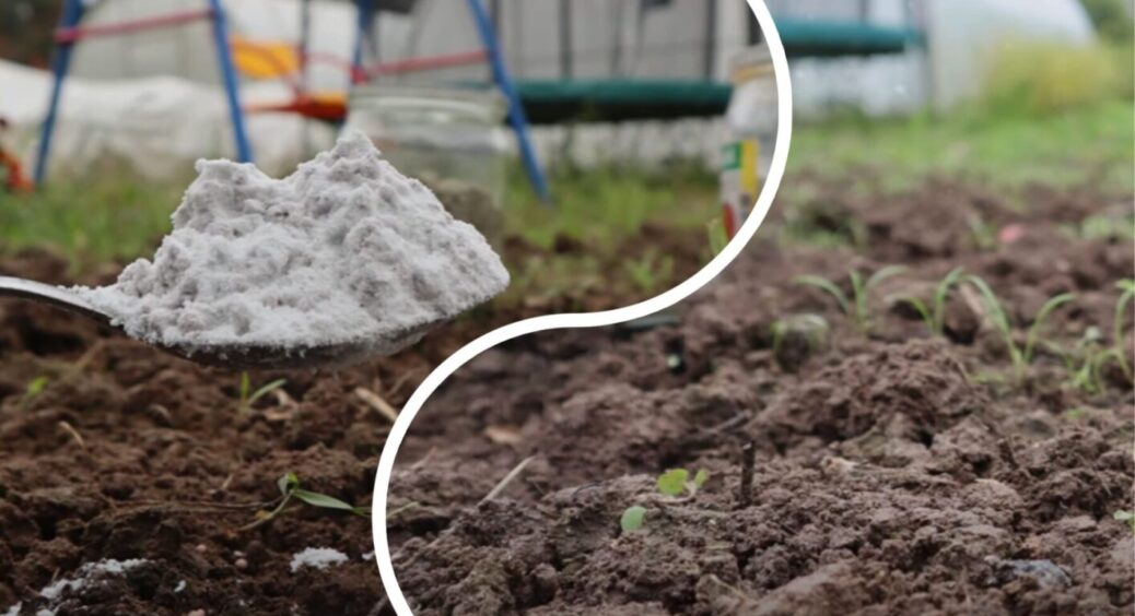 Краще за гній та компост у 10 разів: з грудня по лютий посипте грядки ось цим добривом 