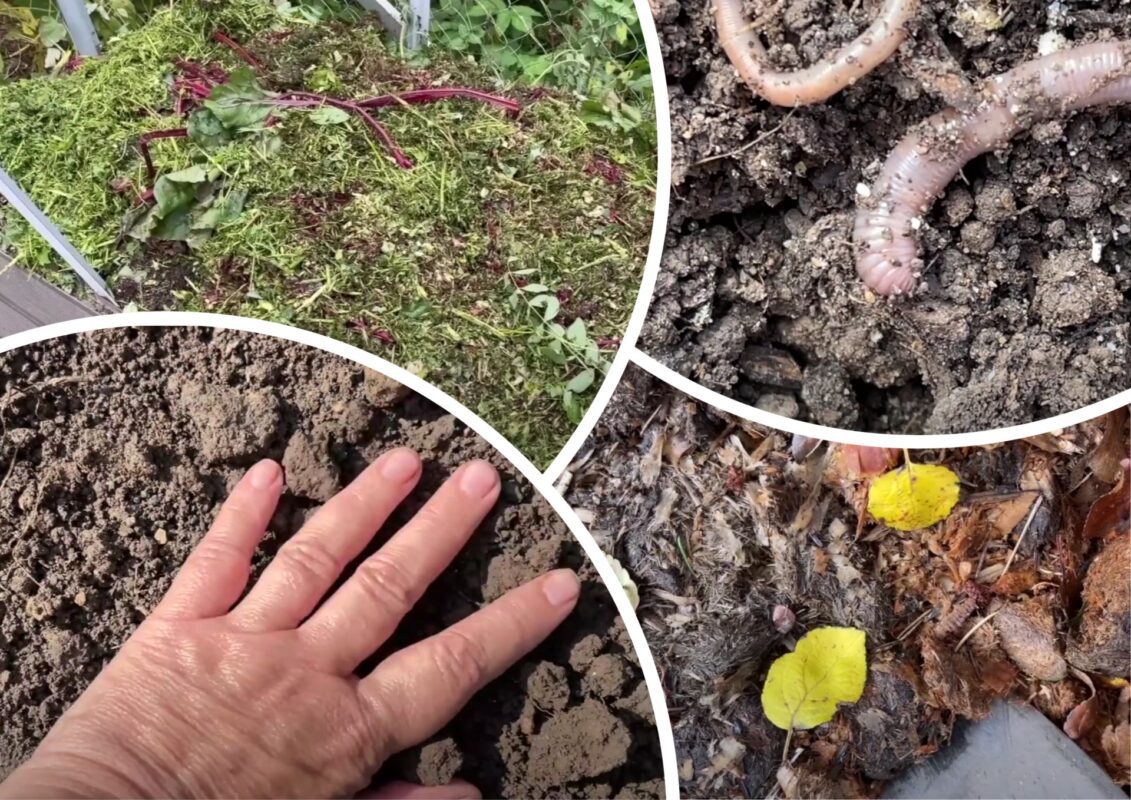 Агрономи назвали основні помилки, яких припускаються дачники при підготовці грядок