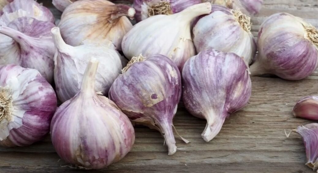 Ці дні кращі для озимого часнику 2025! Коли садити часник під зиму у жовтні, листопаді в Україні 