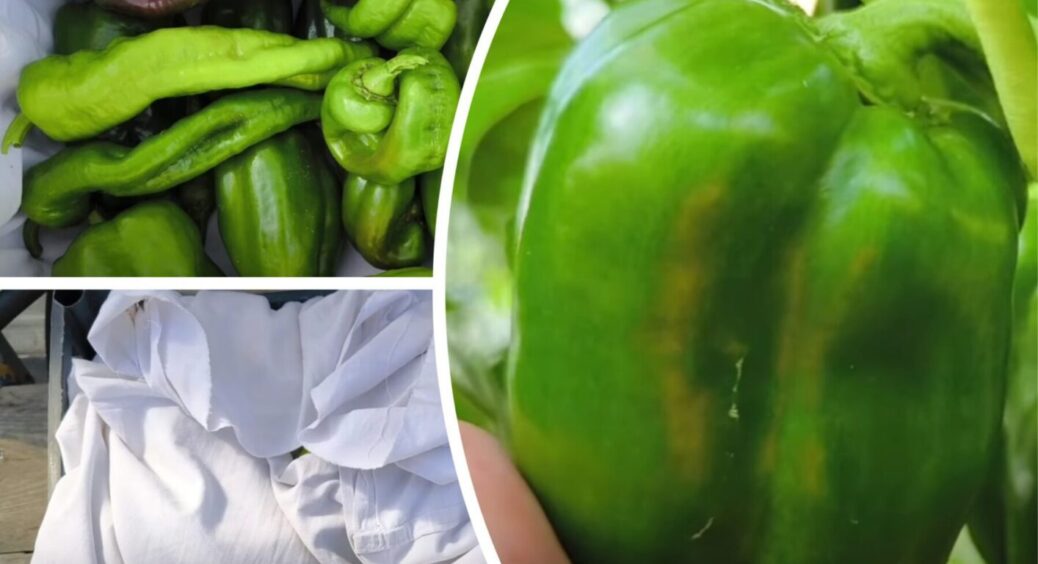 Томати і перці дозріють моментально: ось що треба зараз зробити – лише 1 прийом з Чернівців 
