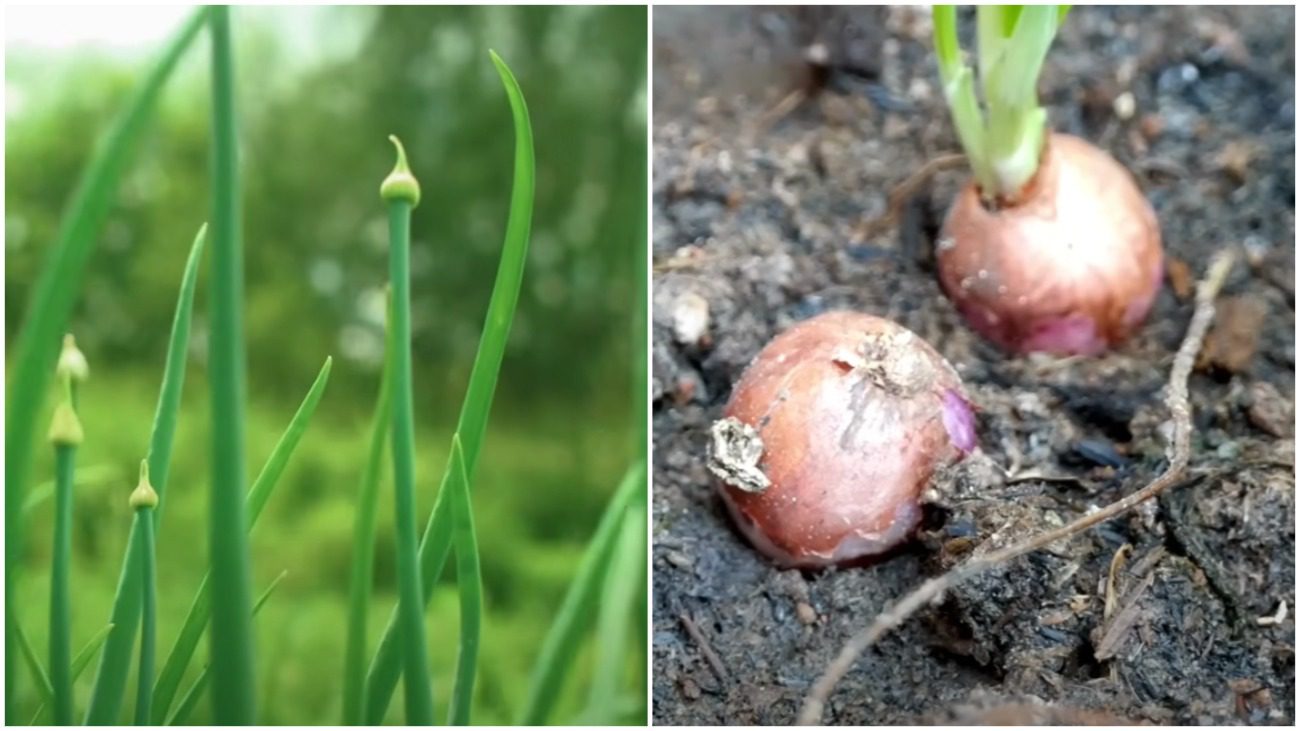 Експерти назвали найкращі дні для посадки цибулі в Україні у жовтні-листопаді
