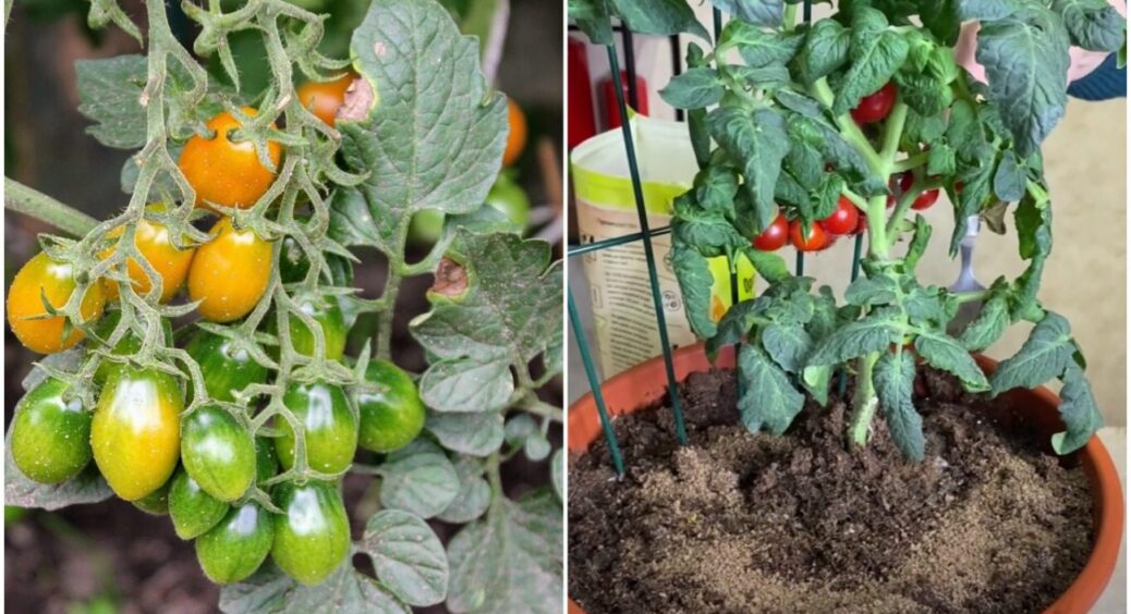 Розумні господині вирощують помідори на підвіконні: 2 підкормки – і вони плодоносять круглий рік 