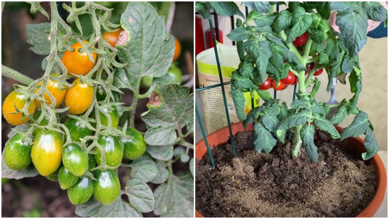 Господині назвали найкраще підживлення для вирощування томатів на підвіконні