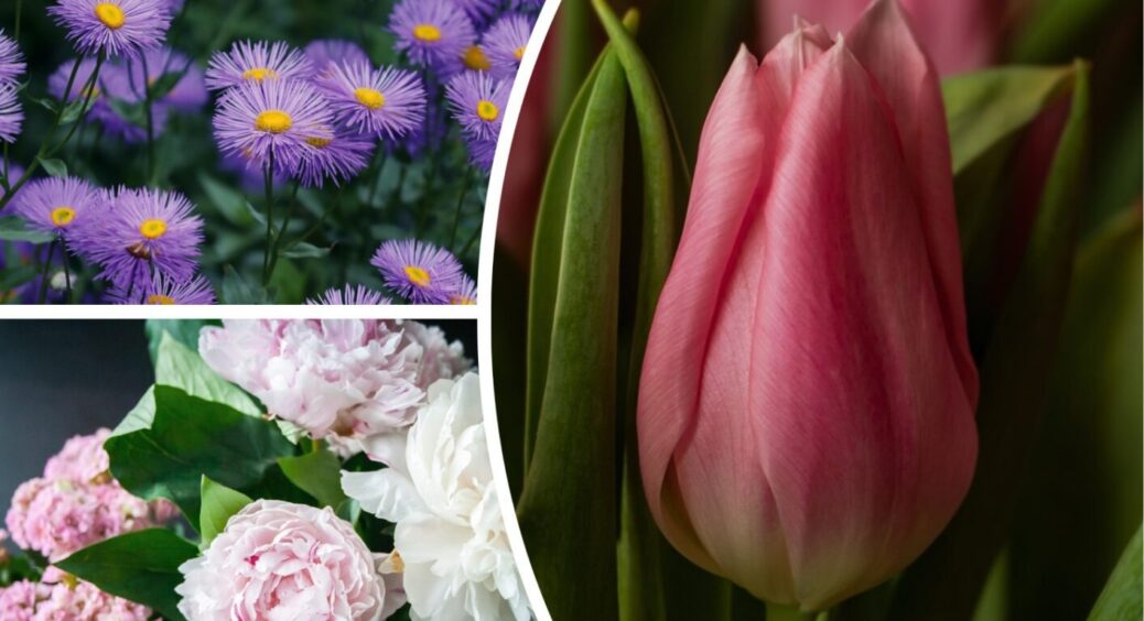 Настав час саджати: ось ці 5 рослин принесуть радість і красу у ваш сад навесні 2026 