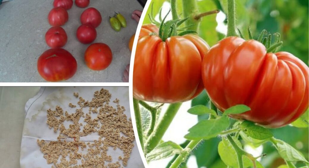 Зберігаю вподобані сорти помідорів у насінні: ось ці 8 порад допоможуть це зробити вірно 