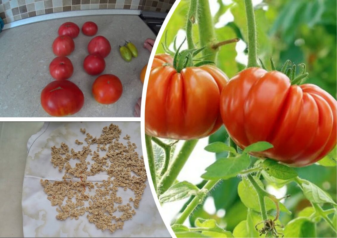 Агрономи розповіли, як правильно збирати насіння помідорів