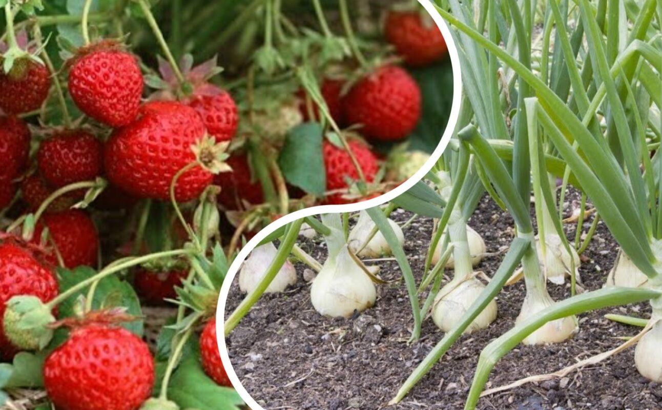 Агроном розповів, які рослини не можна висаджувати поруч