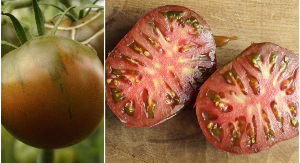 Не “Волове серце” і не “Ведмежа лапа”: цей 1 сорт томатів побив усі рекорди смаку й урожайності 