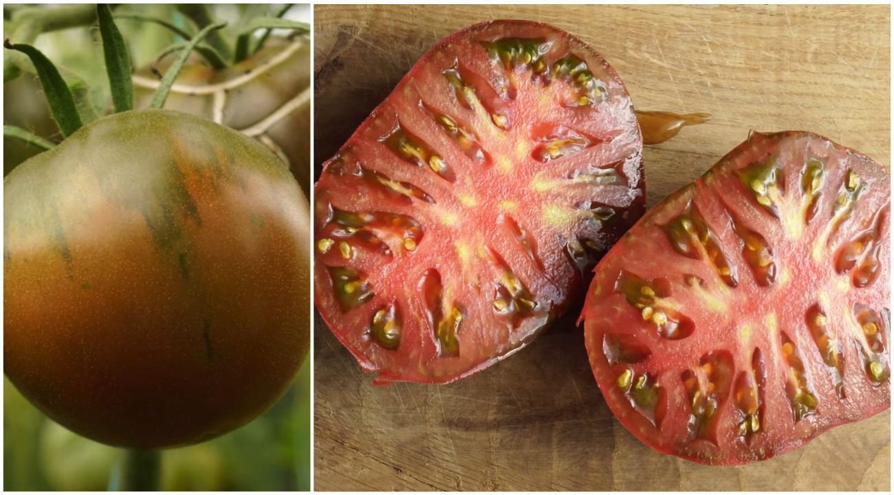 Експерти назвали найсмачніший сорт помідорів, який родить в Україні