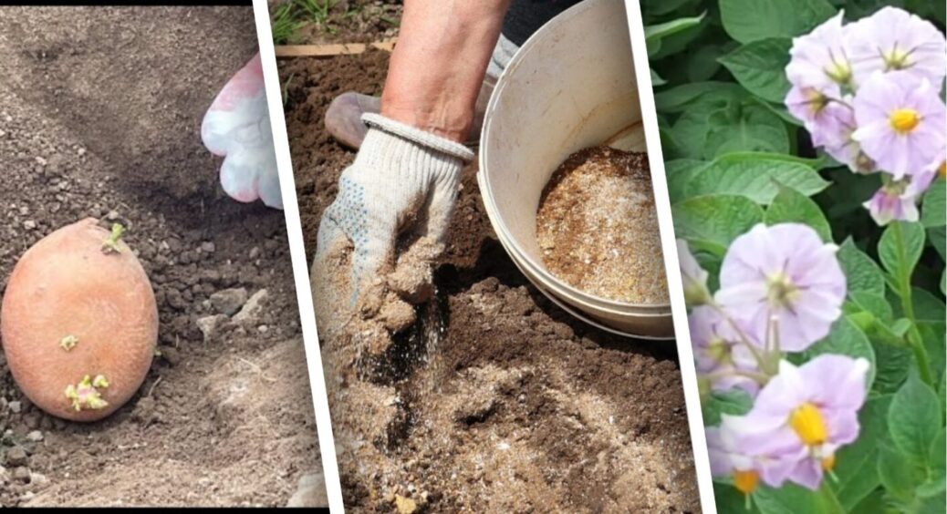 У моєму селі на Львівщині картоплю садять із 1 ложкою попелу в лунку – урожай у 2 рази кращий 