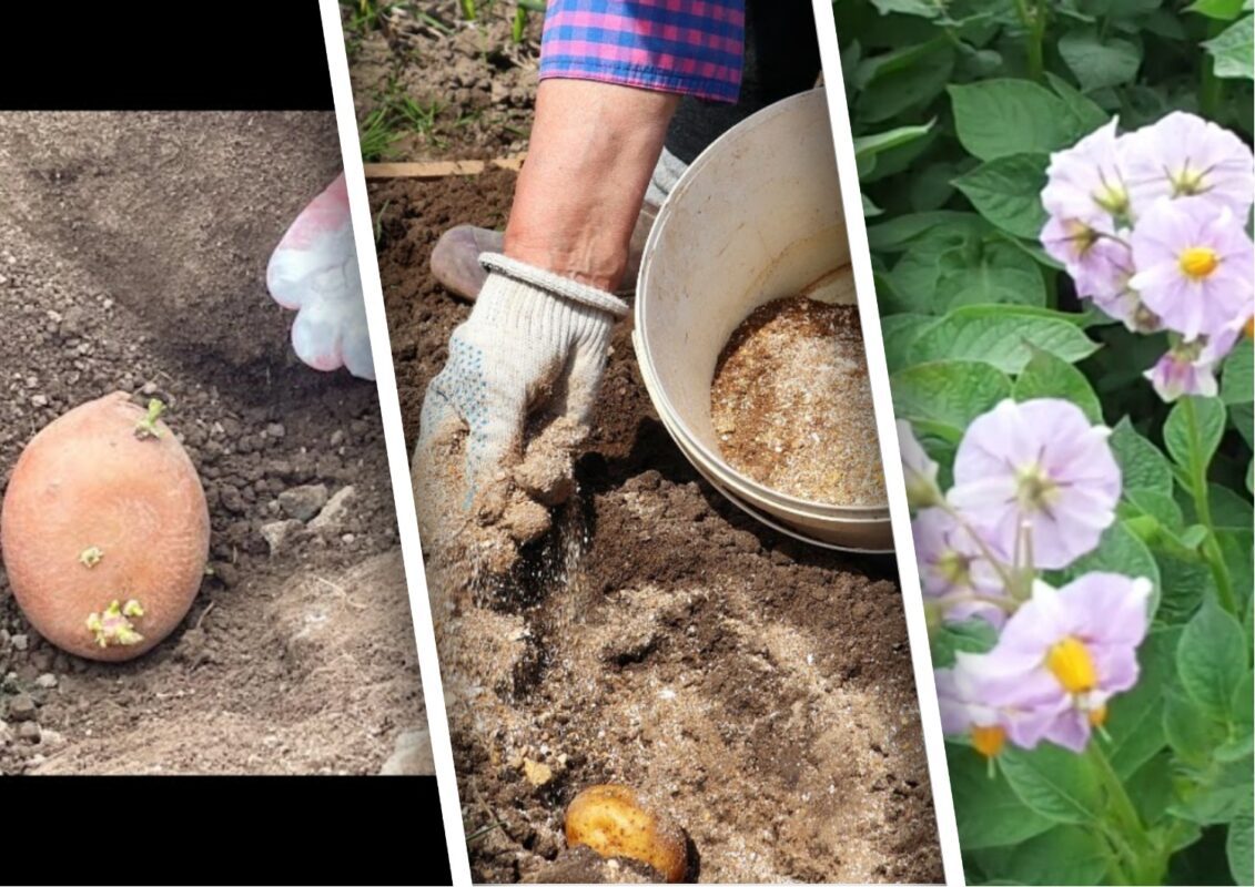 Дачники розповіли, навіщо додавати в лунки з бараболею попіл