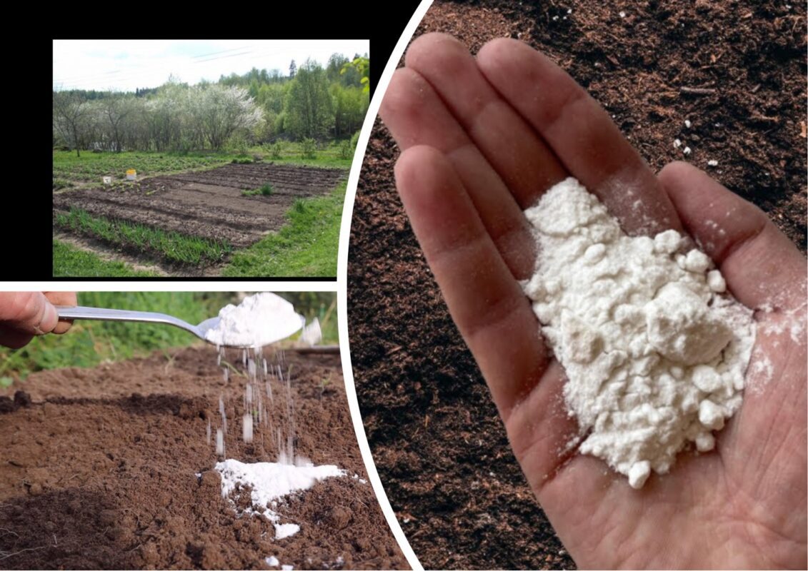 Експерти розповіли, як та за допомогою чого розкислити ґрунт