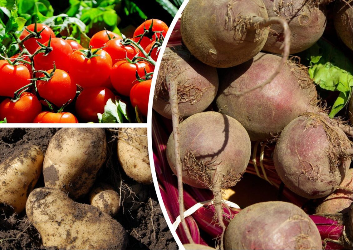 Які культури треба прибрати з городу до 17 вересня