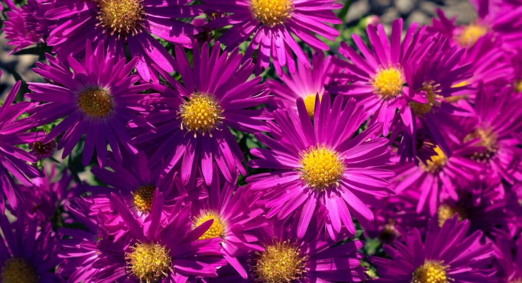 Новий хіт серед садівників: 1 сорт айстр, на якому можна і заробити, і клумбу красивою зробити 