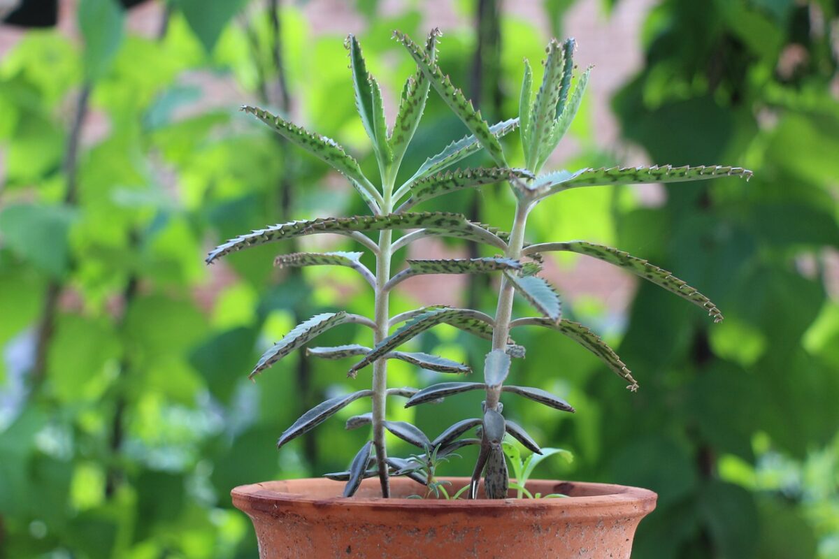 Експерт розповів, яка квітка відганяє злих духів вдома