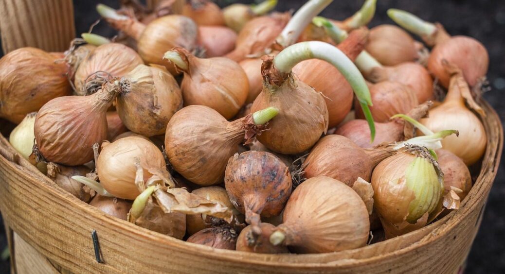 Неймовірно, але факт: цибуля може рости на старому місці лише за однієї умови – 90% не знають 