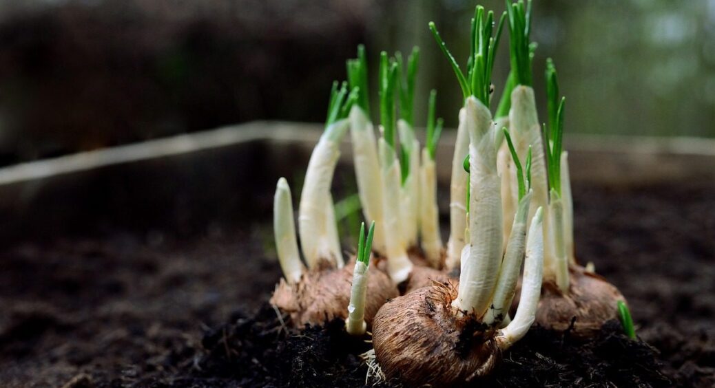 Без цього вже 10 років цибулю не саджу!  Щоб урожай порадував, зробіть перед посадкою це 