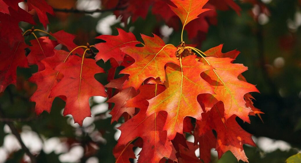Жовтень розпочнеться з дощів: синоптики розсекретили прогноз погоди на середину осені 2025 