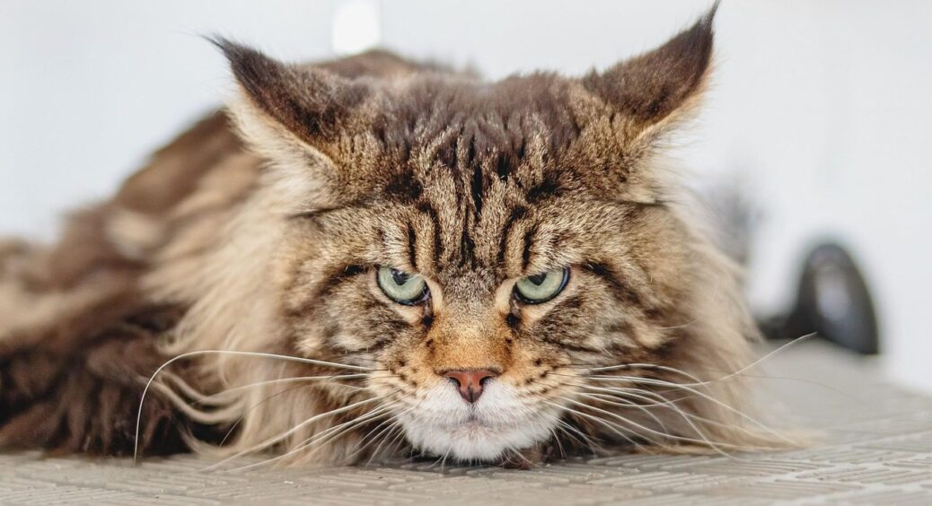 2 прості способи вичесати кота: дізналась їх у ветеринара – шерсть не буде лізти 