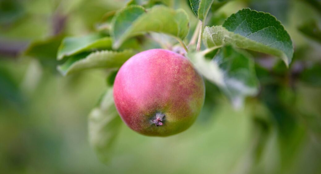 Зима “на носі”: що потрібно внести під дерева зараз, щоб навесні не бігти за новими саджанцями 