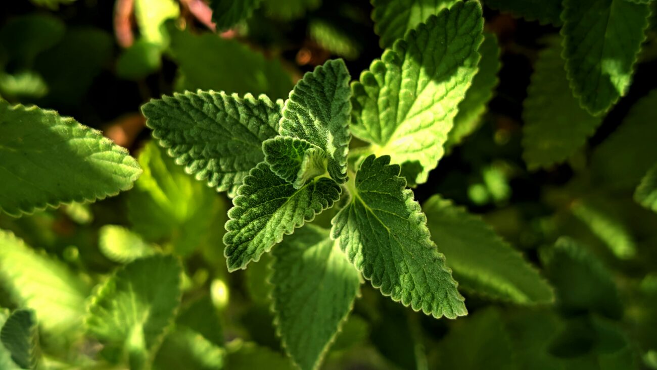 Садівники пояснили, які багаторічні квіти цвітуть навіть без яскравого сонця