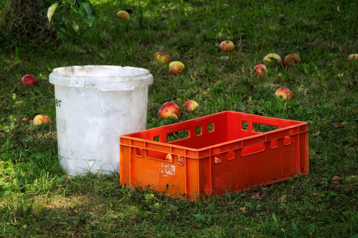 Садівники пояснили, чому дуже важливо прибирати падалицю в саду й на городі