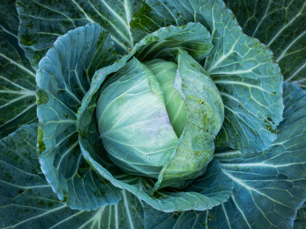 Дачники розповіли, як і чим треба поливати капусту у вересні для щедрого врожаю