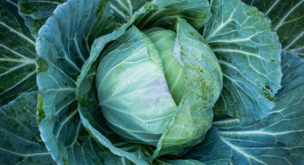 Найкраща капуста для осінньої посадки: ці 2 сорти моя бабуся-киянка вирощує вже 30 років 