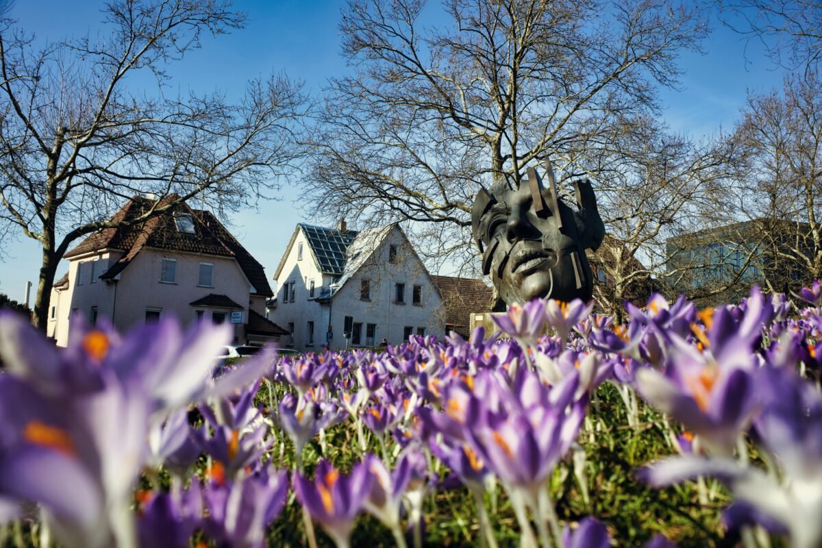 Садівники розповіли, як розмножити крокуси восени