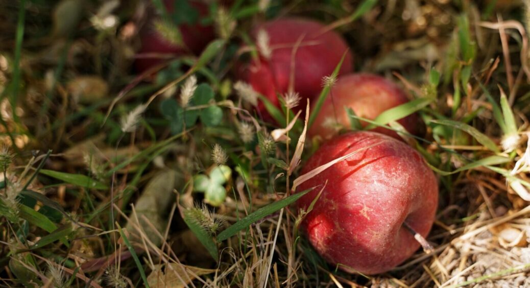 Чому дуже важливо прибирати падалицю в саду: садівники назвали 4 головні причини цього 