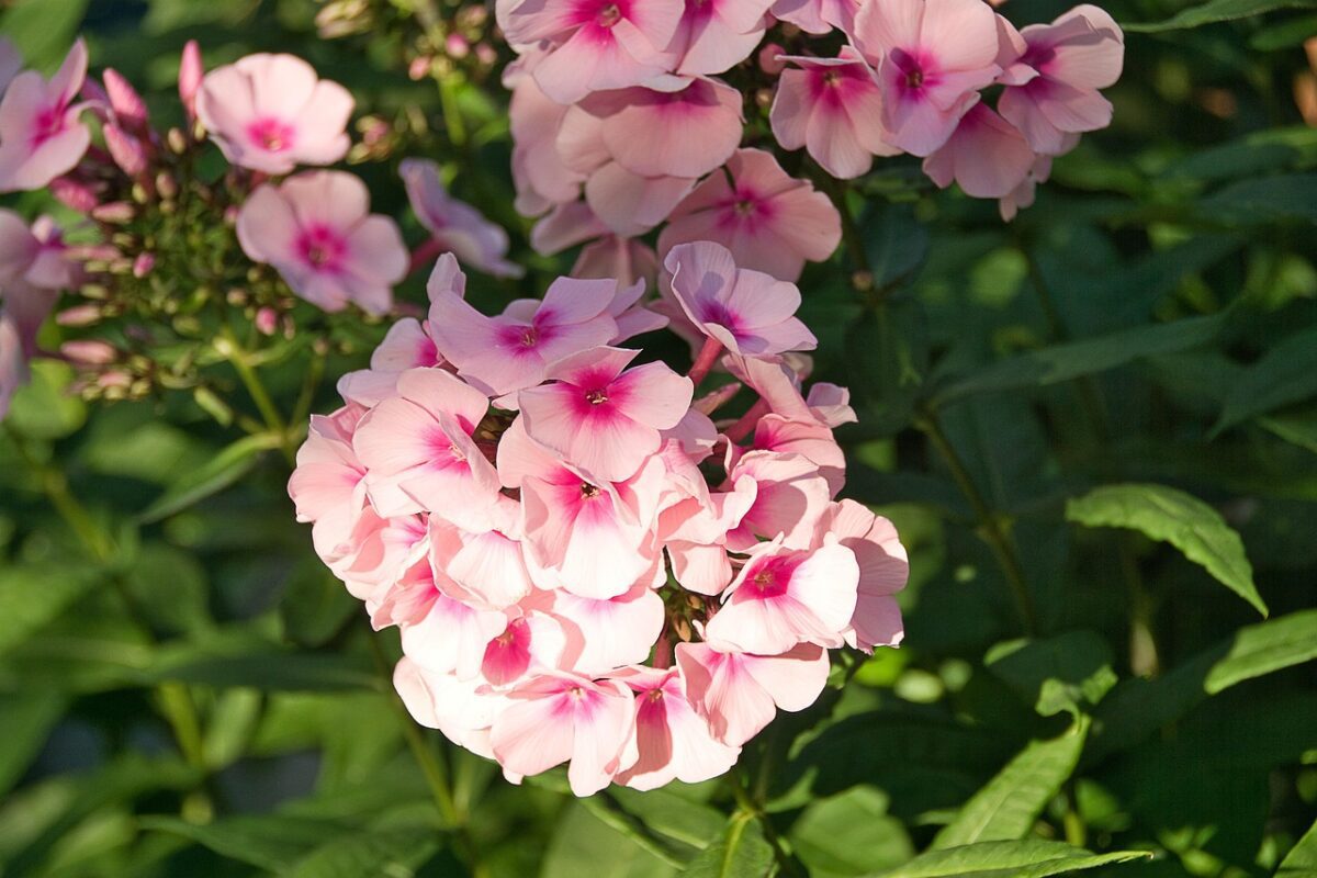 Які квіти посадити восени, щоб вони заквітли весною