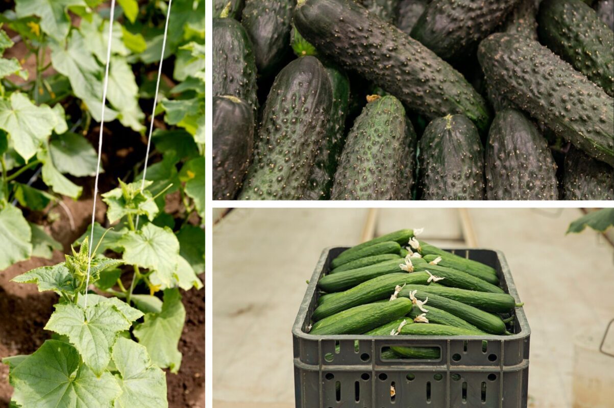 Агрономи розповіли, які сорти огірків слід посадити у вересні 2025