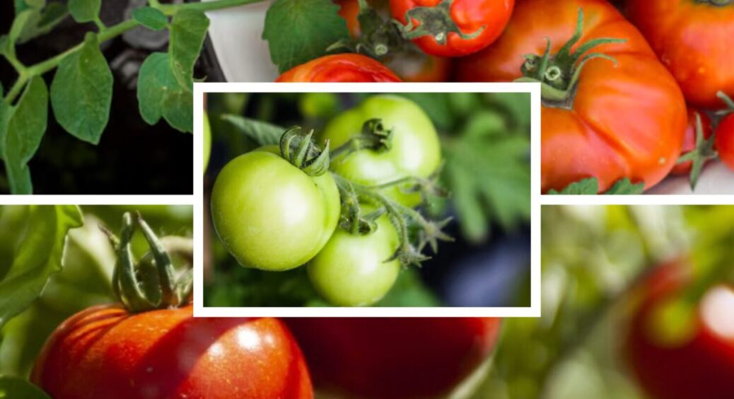 Лише 1 дія – і смачнющий врожай томатів восени 2025 у вас: що зробити з помідорами прямо зараз 