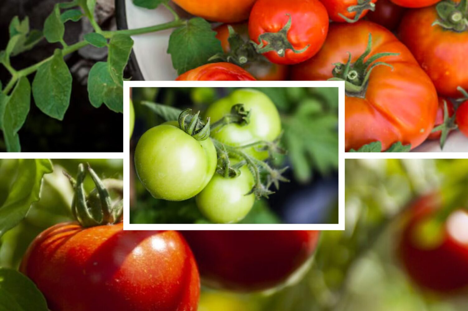 Городники розповіли, що зробити з томатами зараз, щоб зібрати врожай до холодів