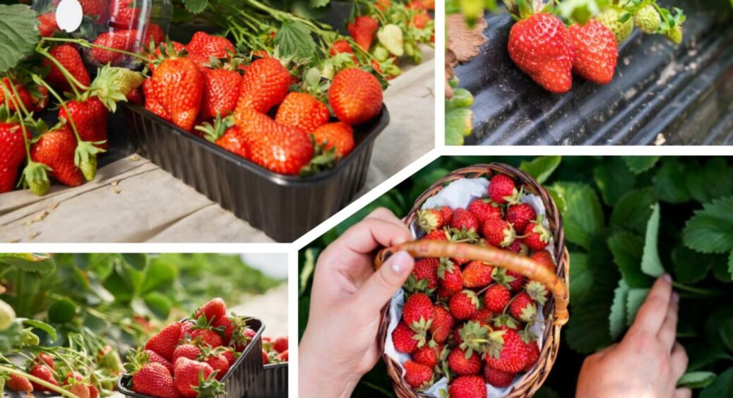 Вже бронюю ці сорти полуниці, бо розкуповують за 3 секунди: великі і солодкі 
