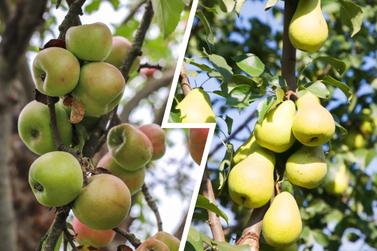 Експерт розповів, чим обробити дерева у 2025-му