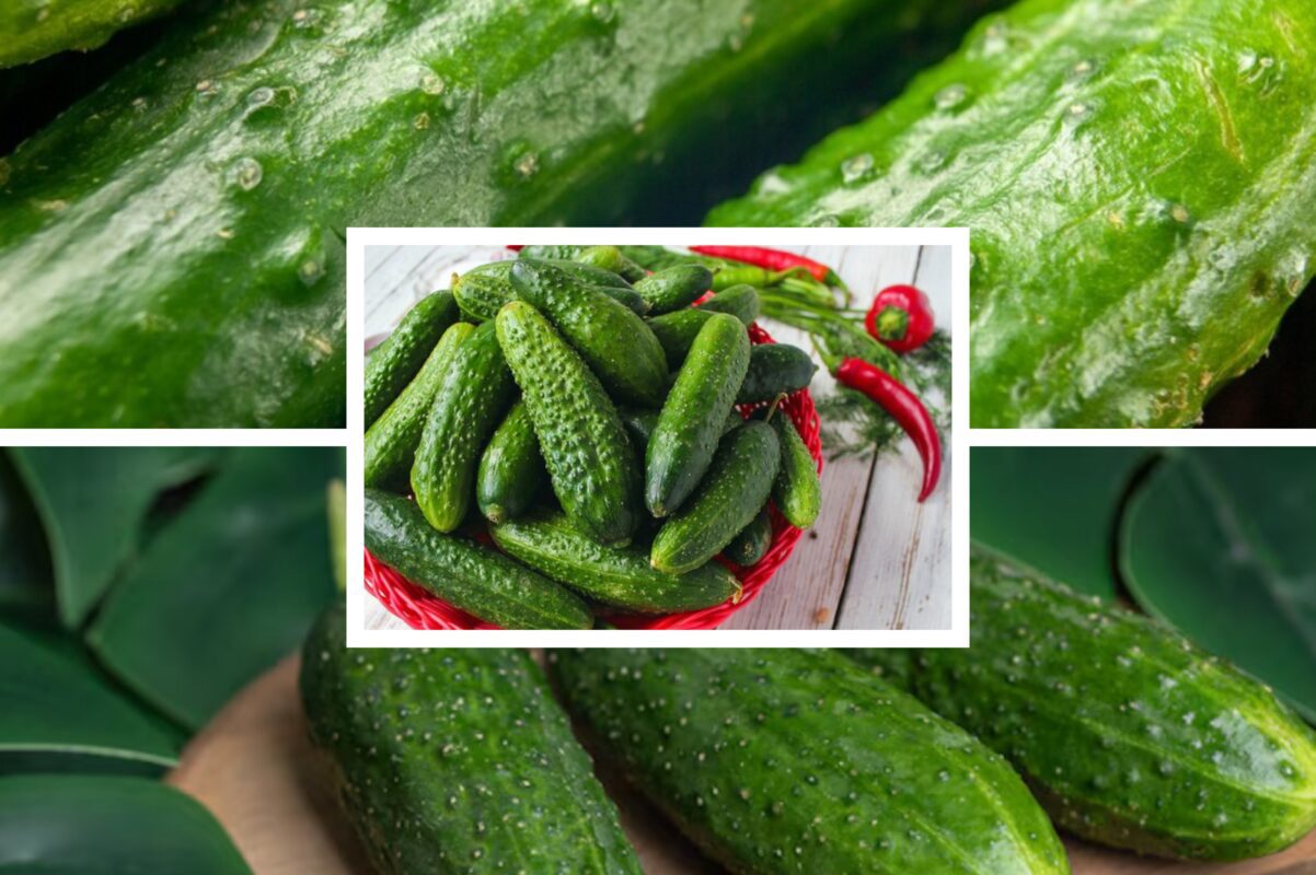 Агрономи назвали три сорти огірків, які не підходять для консервації