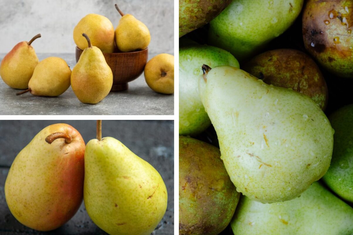 Дачники розповіли, що зробити, щоб прискорити дозрівання груш