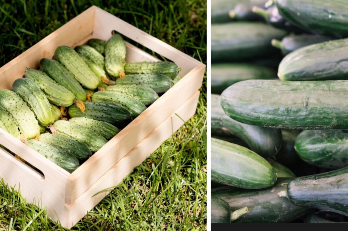 Дачники розповіли, чим посипати город восени, щоб зібрати щедрий врожай огірків