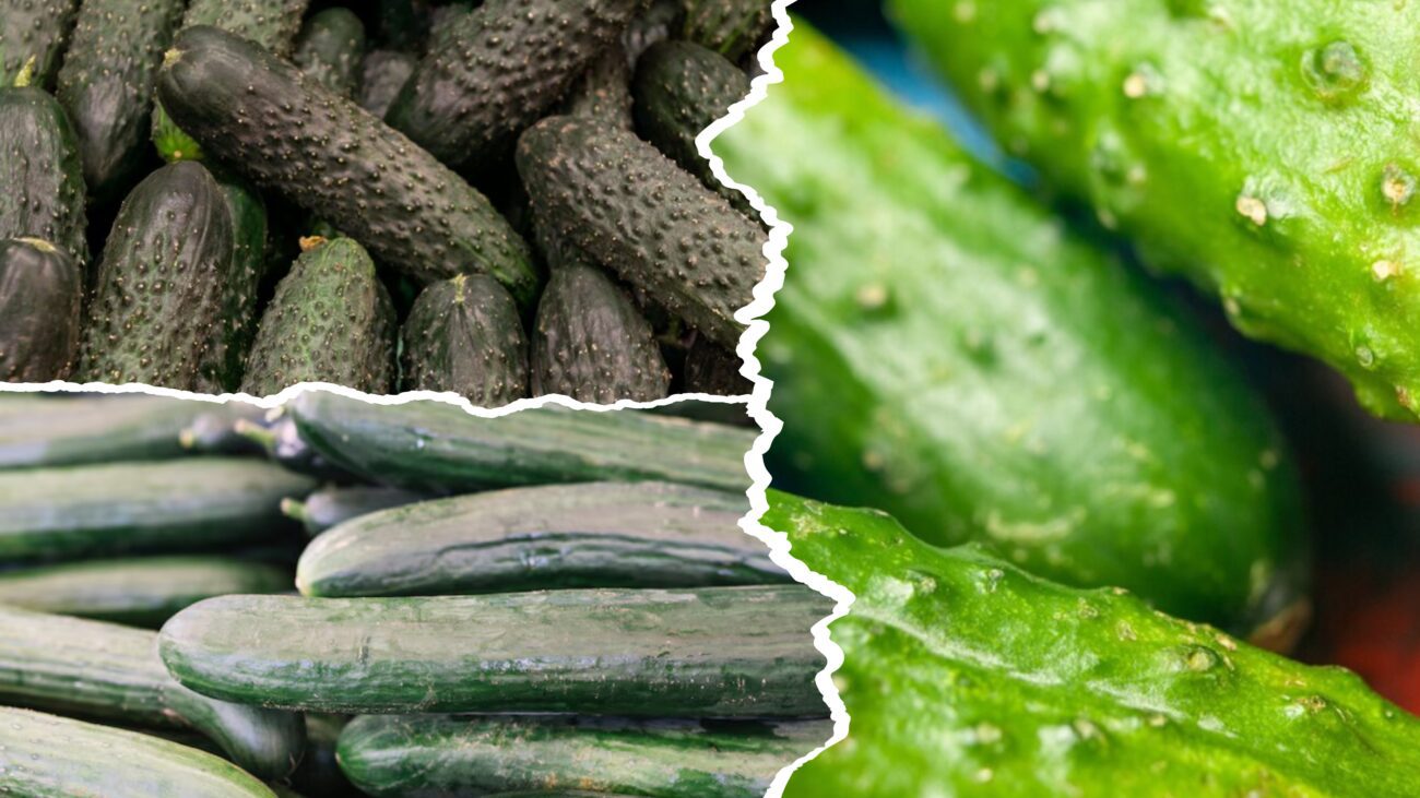 Городники розповіли, як змусити огірки плодоносити до осінніх заморозків