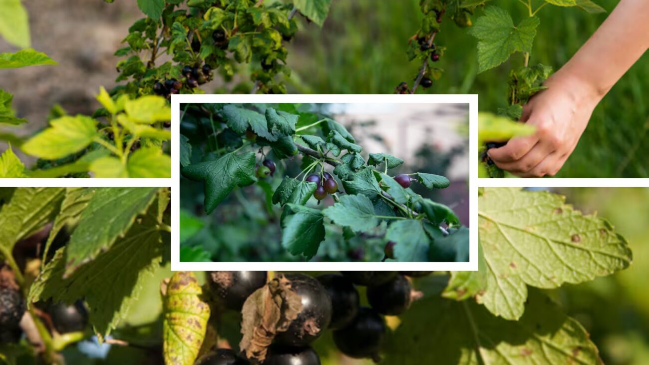 Садівники розсекретили, чим обробити смородину восени, щоб врожай був рекордним