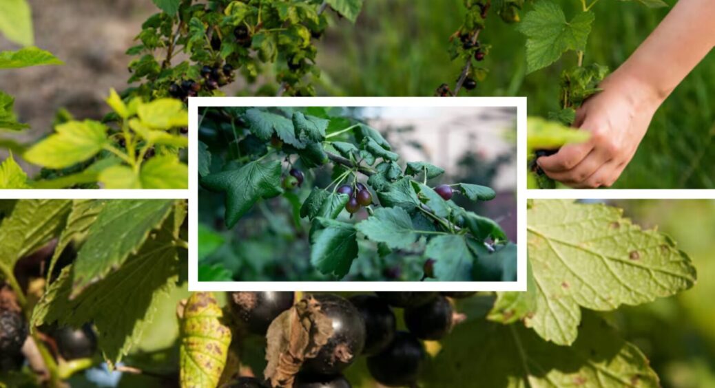 Щоб вродила ого-го і не раз: 1 обробка смородини восени 2025, і МЕГА врожай навесні 2026 