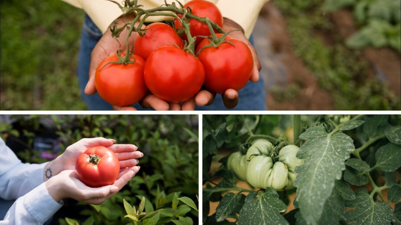 Агроном розповів, який сорт томатів дає великі смачні плоди
