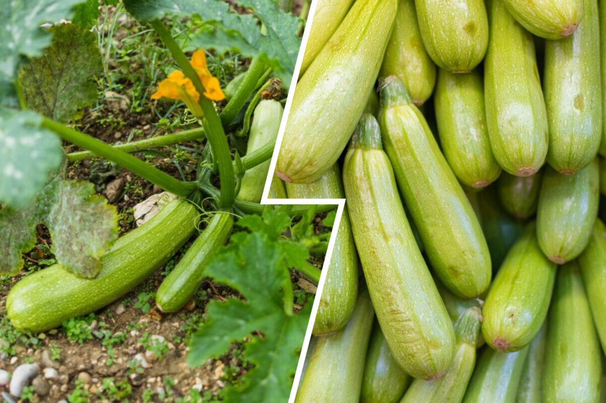 Господиня розповіла, який сорт кабачків вже скуповують в магазинах