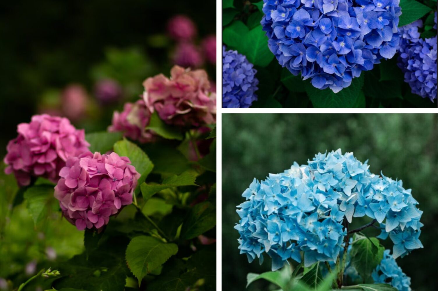 Квітникарі розповіли, чим підживити гортензію у вересні для пишного цвіту
