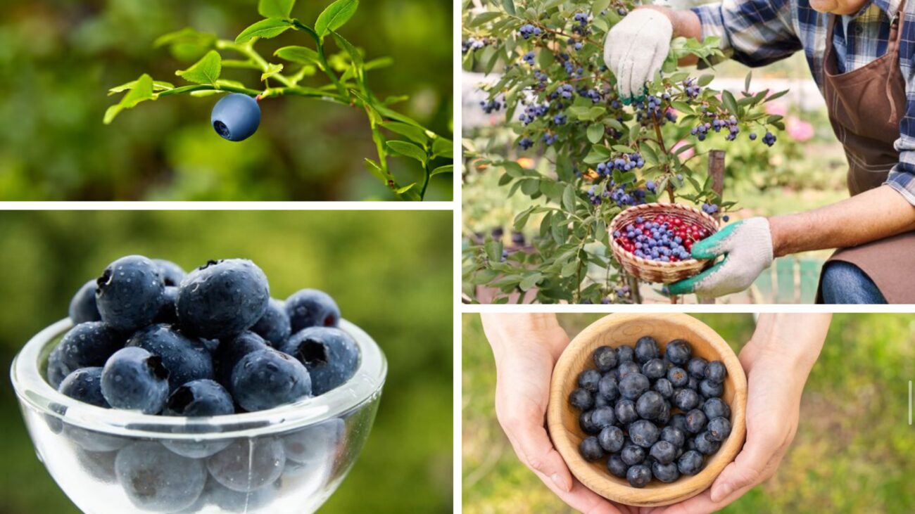 Садівники розсекретили найкраще підживлення для лохини у вересні 2025