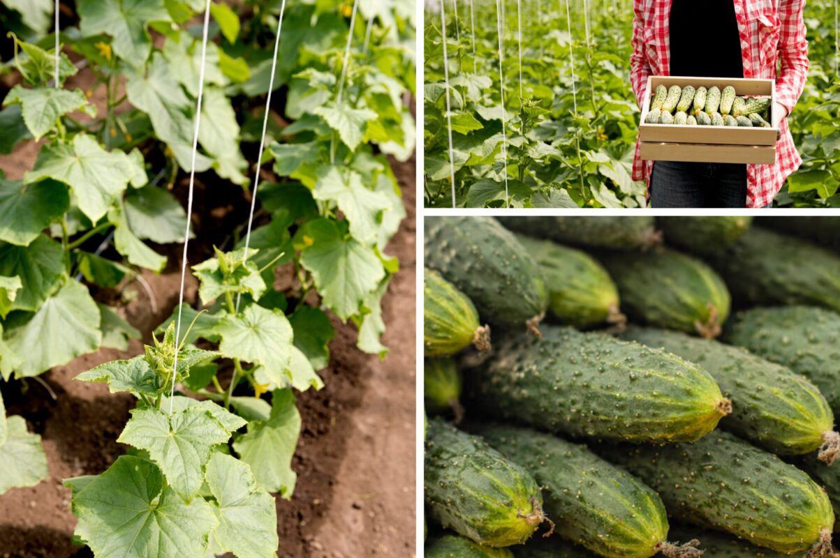 Агрономи назвали чотири сорти огірків, які витримують і холод, і спеку