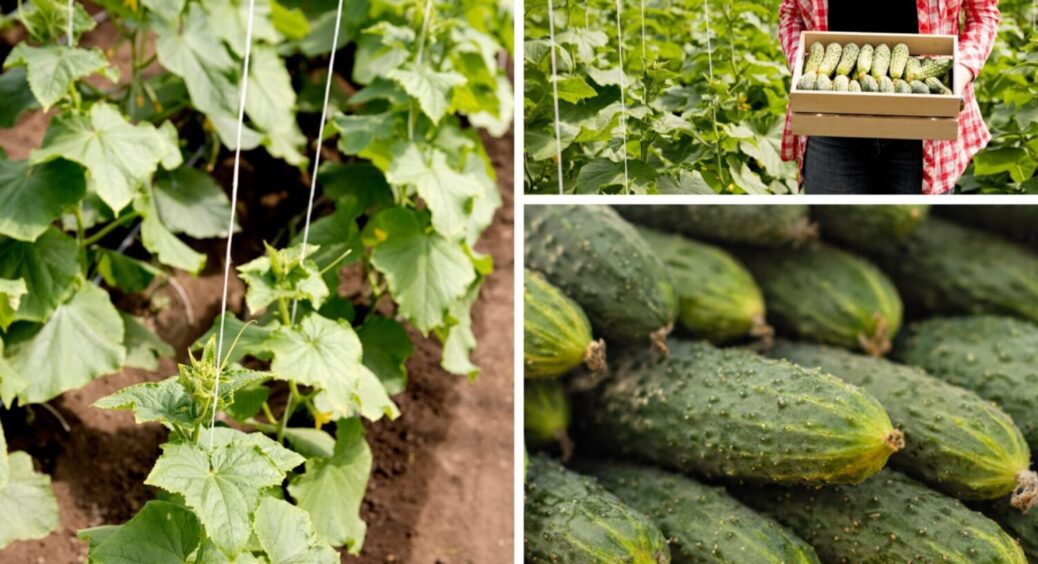 На Хмельниччині вирощують тільки ці 4 сорти огірків: вони витримали і спеку, і холод 